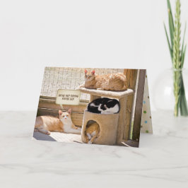 Cartão aniversário de gatos dormindo