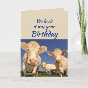 Cartão Aniversário Divertido Do Grupo Vaca Humor Animal