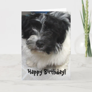 Cartão Aniversário do filhote de cachorro de Havanese