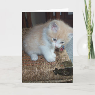 Cartão Aniversário do gatinho