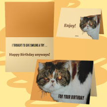 Aniversário Engraçado de Gato Grosso Exótico Persa
