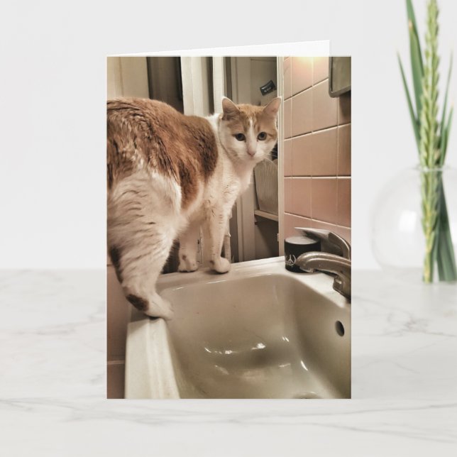 Cartão Aniversário engraçado do amante do gato (Frente)