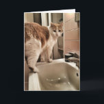 Cartão Aniversário engraçado do amante do gato<br><div class="desc">Um cartão para seu amante favorito do gato ... .. se você areally não um amante do gato.</div>