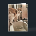 Cartão Aniversário engraçado do amante do gato<br><div class="desc">Um cartão para seu amante favorito do gato ... .. se você areally não um amante do gato.</div>