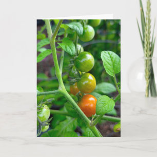 Cartão Aniversário Envelhecendo Humor com Tomates
