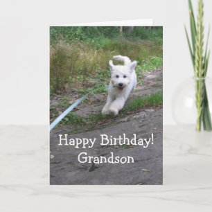 Cartão Aniversário Neto Fofo Cachorrinho Goldendoodle Cor