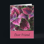 Cartão Aniversário para um amigo, planta bonito do coleus<br><div class="desc">Bonito,  cor-de-rosa,  o coleus sae,  é caracterizado neste doce,  cumprimento do aniversário para um amigo.</div>