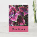 Cartão Aniversário para um amigo, planta bonito do coleus<br><div class="desc">Bonito,  cor-de-rosa,  o coleus sae,  é caracterizado neste doce,  cumprimento do aniversário para um amigo.</div>