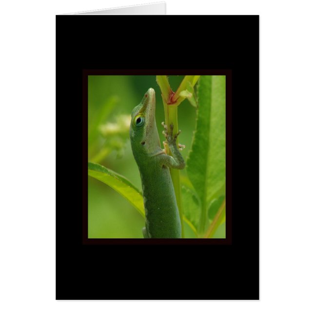 Cartão Anole98 (Frente)