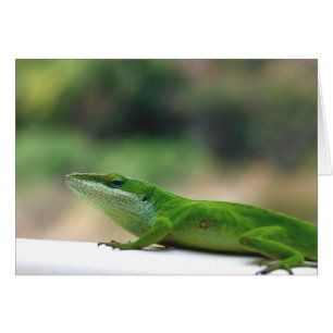 Cartão Anole rabugenta