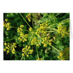 Cartão Ant, Web e Weed