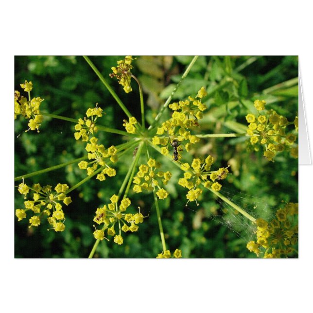 Cartão Ant, Web e Weed (Frente Horizontal)