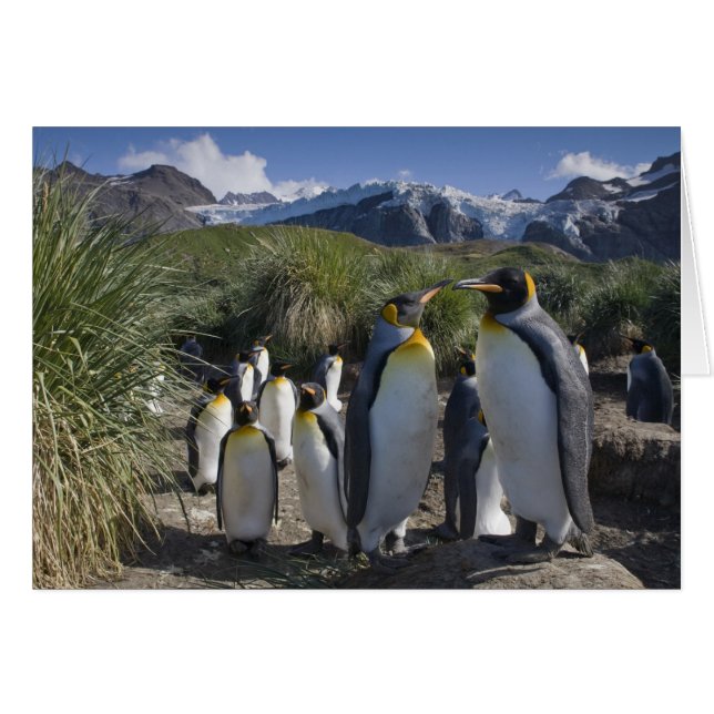 Cartão Antártica, Ilhas do Sul da Geórgia (Reino Unido),  (Frente Horizontal)