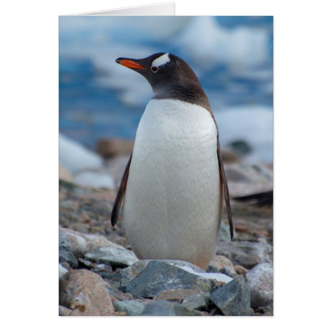 Cartão Antártida. Neko Harbor. Pinguim-de-gentoo (Frente)