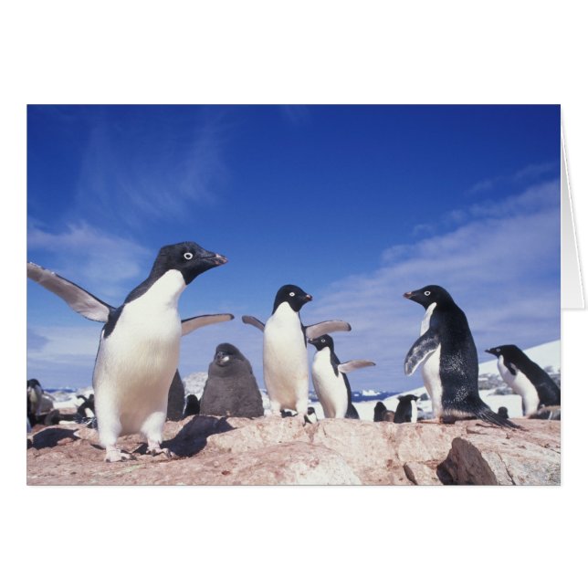 Cartão Antártida, Pinguim Adelie Pygoscelis (Frente Horizontal)
