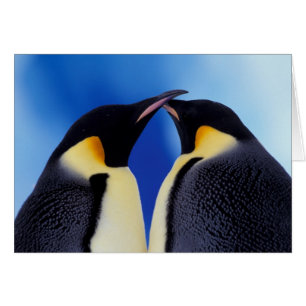 Cartão Antártida, Pinguins Imperadores