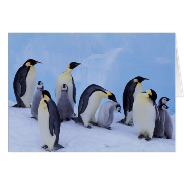 Cartão Antártida, Pinguins Imperadores (Frente Horizontal)