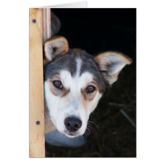 Cartão Antecipação