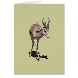 Cartão Antelope Baby