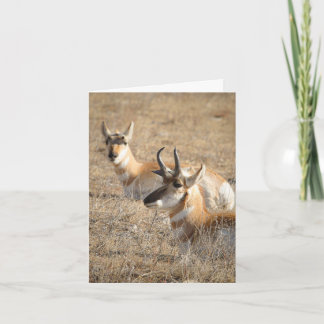 Cartão Antelope Morning - Thank You Card
