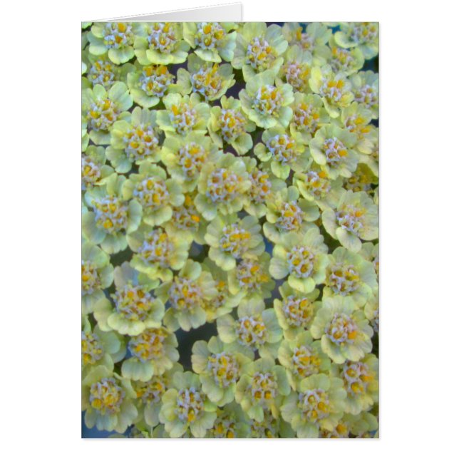 Cartão Anthea Yseta Close (Fechar) (Frente)