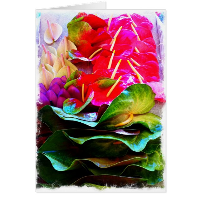 Cartão Anthiriums (Frente)