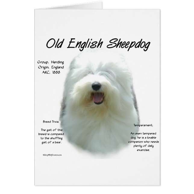 Cartão Antigo Design de História do Sheepdog Inglês (Frente)