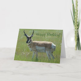 Cartão Antílope A36 Pronghorn Grande Buck