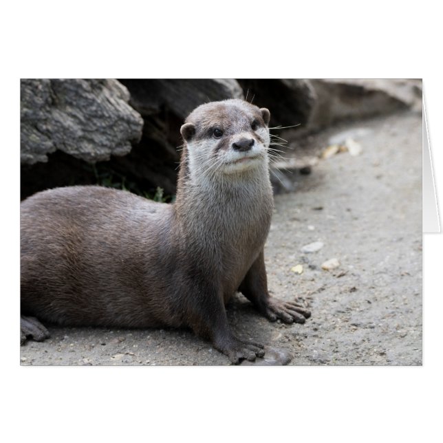 Cartão Aonyx cinerea (Frente horizontal)