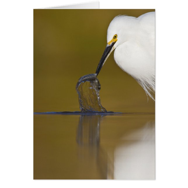 Cartão Apanhei-te! (Frente)