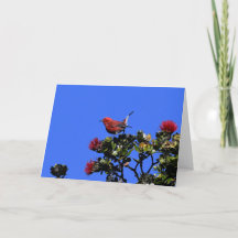 "Apapane Small Red Pird