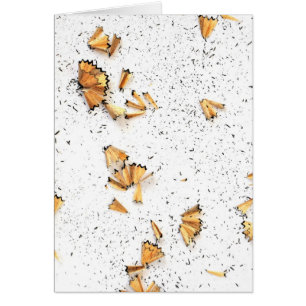 Cartão aparas do lápis da grafite