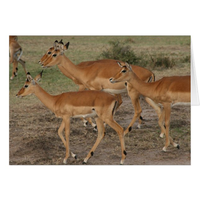 Cartão aparência de gazela (Frente Horizontal)