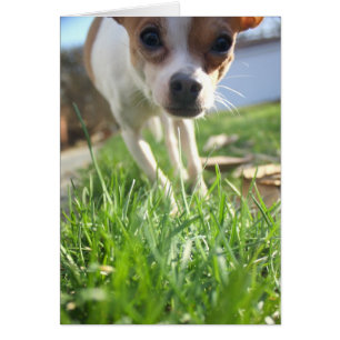 Cartão Apenas verificando dentro para dizer olá!!