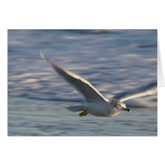 Cartão Apenas voando ao redor (Frente horizontal)