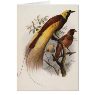 Cartão Apoda de Elliot - de Paradisea - maior pássaro de