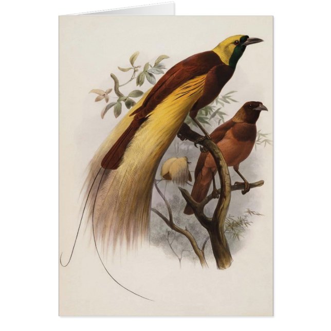 Cartão Apoda de Elliot - de Paradisea - maior pássaro de (Frente)