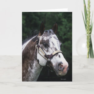Cartão Appaloosa Horse Headshot 2