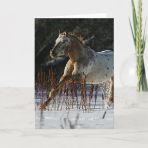 Cartão Appaloosa Horse Running in the Snow