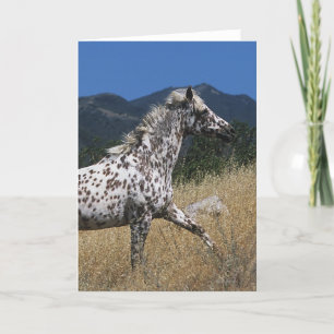 Cartão Appaloosa Horse Running up Mountain