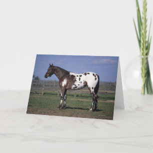 Cartão Appaloosa Horse Standing