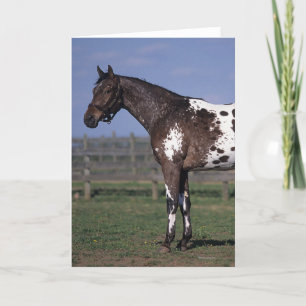 Cartão Appaloosa Horse Standing