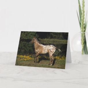 Cartão Appaloosa Horse Standing by Lake