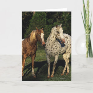 Cartão Appaloosa Horses