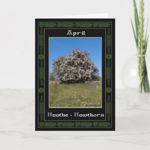 Cartão April Birthday Celtic Oracle Divination