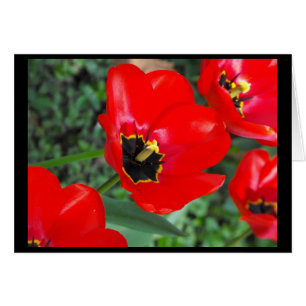 Cartão Apronte assim para Spring~1