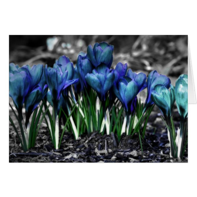 Cartão Aqua Blue Crocus Blooms (Frente Horizontal)