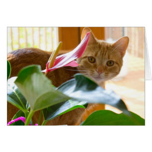 Cartão Aqui está olhando-o