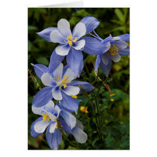 Cartão Aquilegia Azul do Colorado perto de Telluride Colo