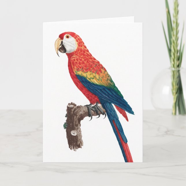 Cartão Ara Canga Parrot (Frente)